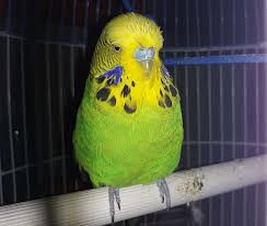 B32 English Budgie/Parakeet