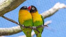 B27 Love Birds Mix