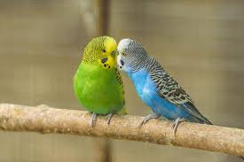 B34 Fancy Parakeet