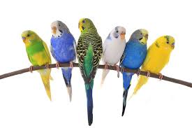 B34 Fancy Parakeet
