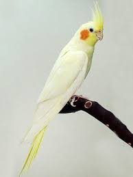 B11 Yellow/Lutino Cockatiel