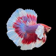 Betta Dumbo Assorted