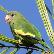 B04 Canary Winged Parakeet