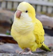 B02 Yellow Quaker
