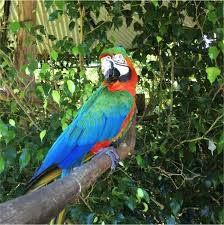 B41 Catalina Macaw