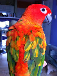 B16 Sun Conure (Red Factor)
