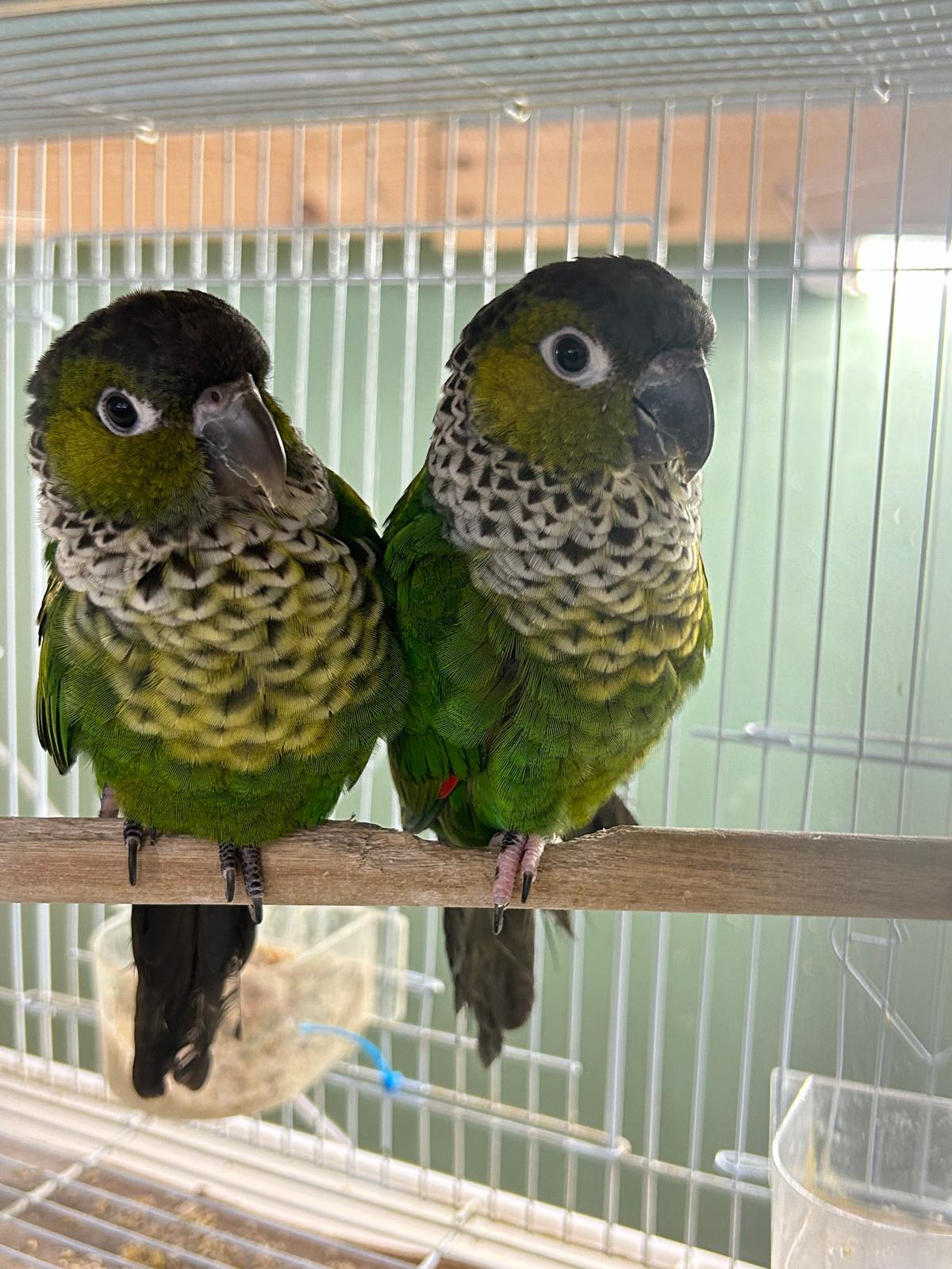 B49 Black-Capped Conure