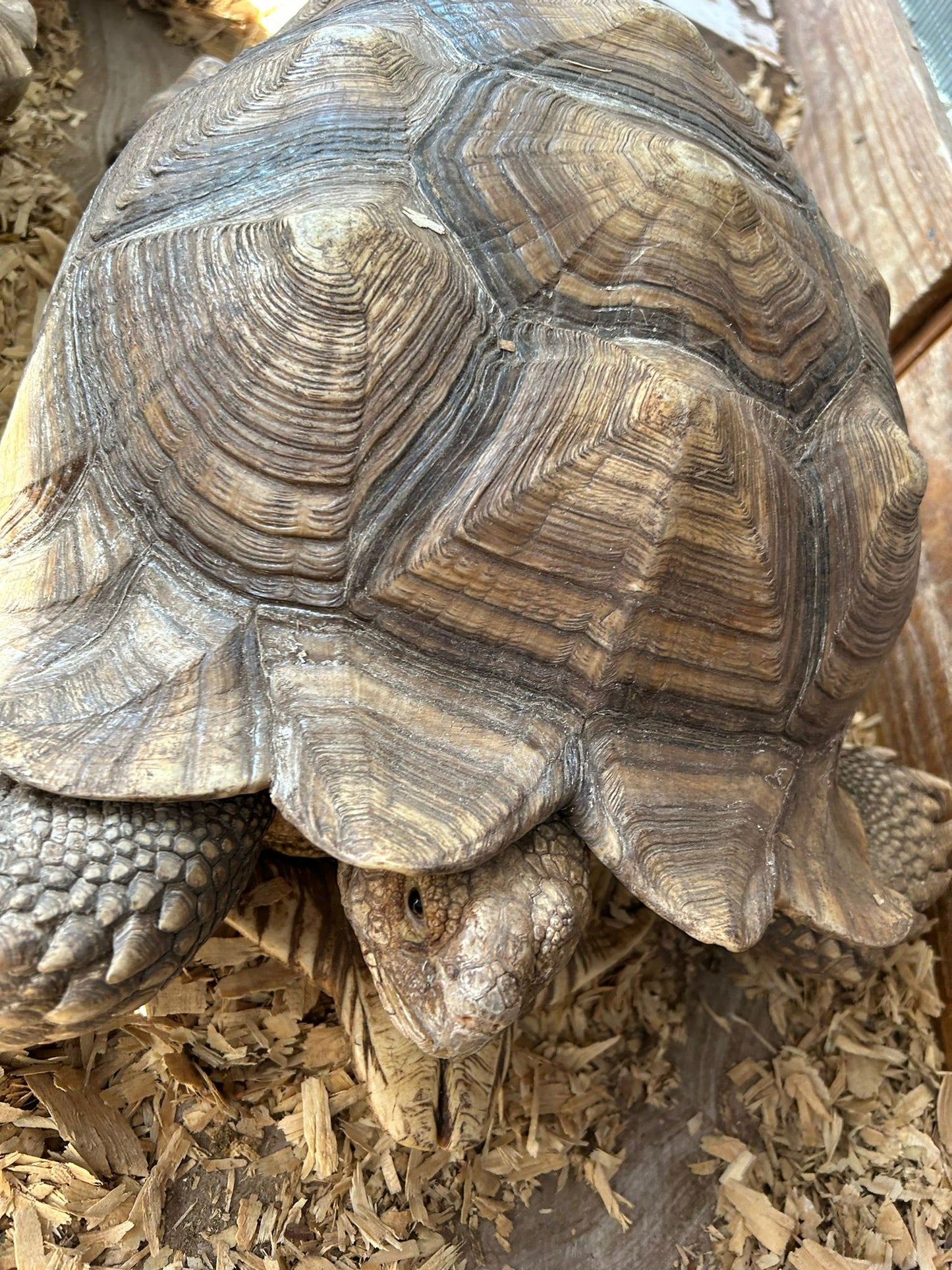 T15-Adult Sulcata Tortious