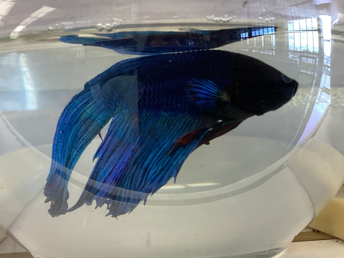 Betta fish female