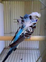B33 Japanese Hagoromo Helicopter Parakeet