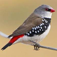 B23 Diamond Firetail Finch