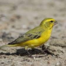 B05 Black-Faced Canary