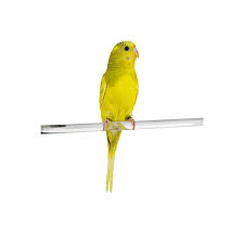 B35 Regular Parakeet