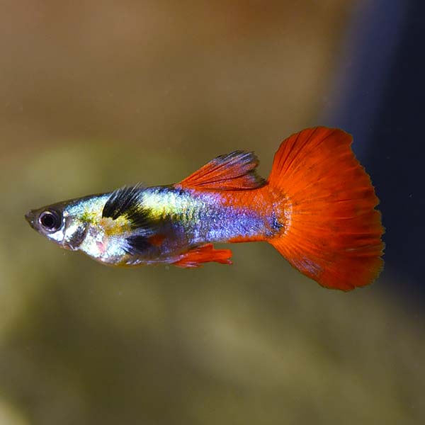 F15 Dumbo Guppy Male
