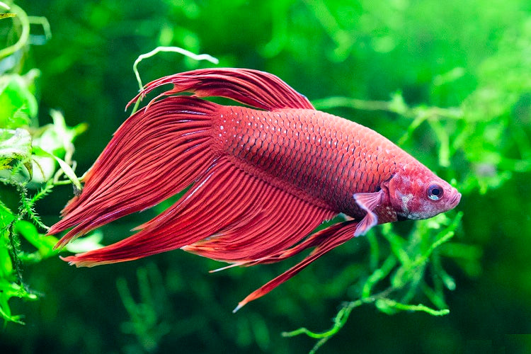 Betta fish female