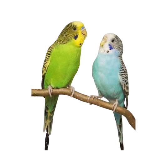 B03 Breeding Pair Both Green And Blue