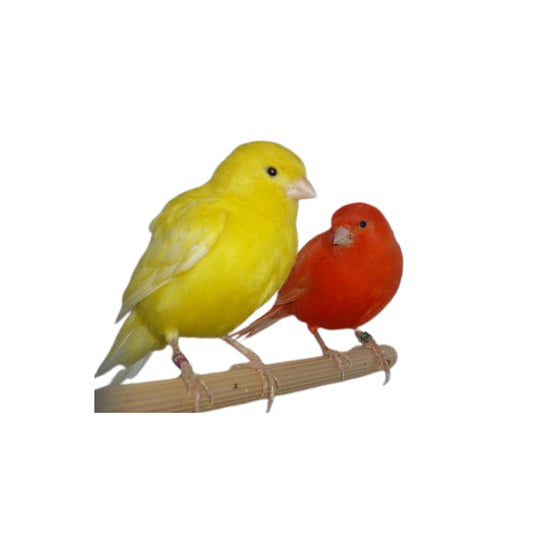 B08 Canary Pair Only