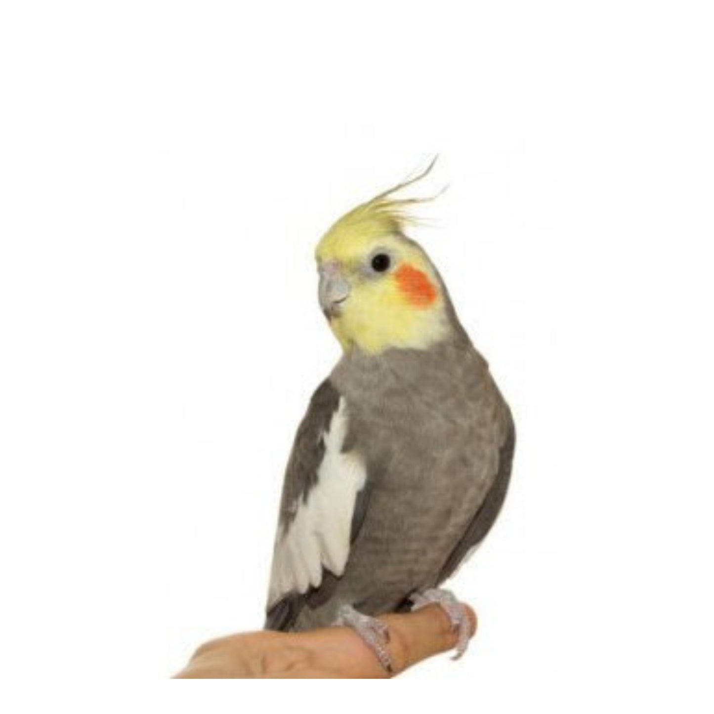 B09 Cockatiel Regular