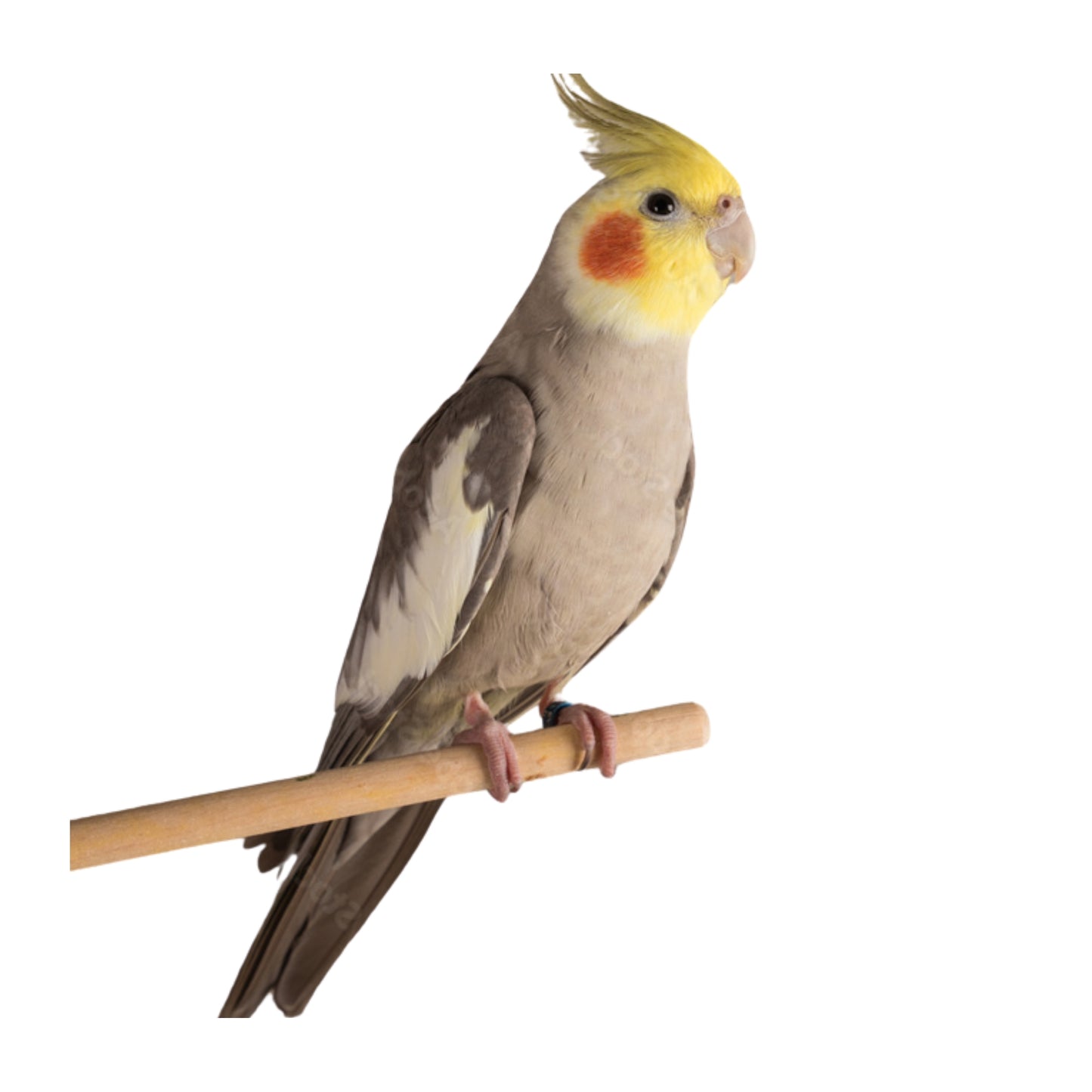 B10 Cockatiel Cinnamon