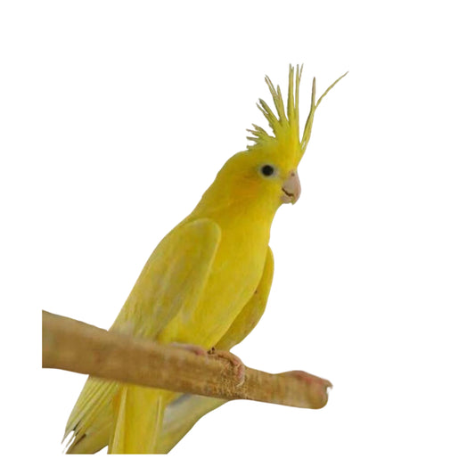 B11 Cockatiel Yellow