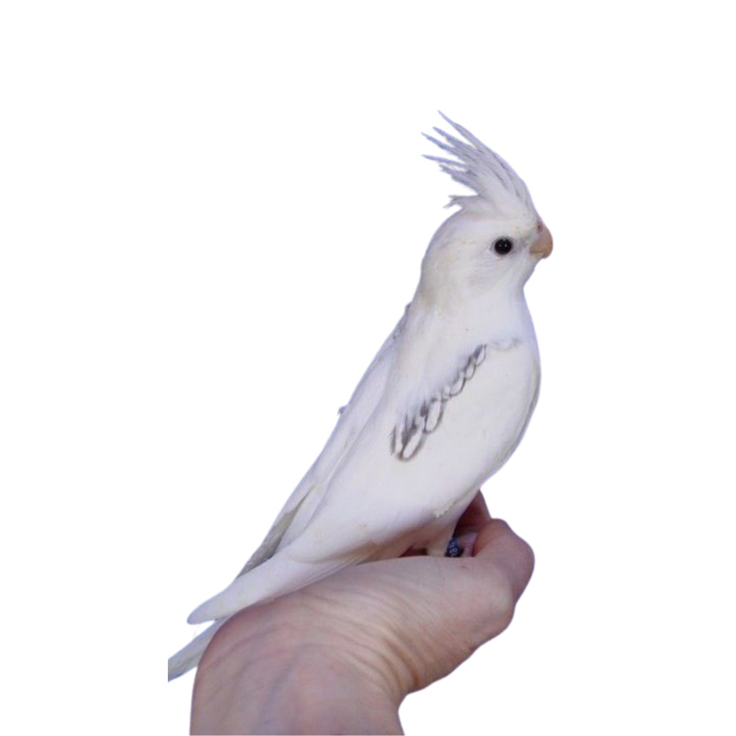 B12 Cockatiel Heavy Pied