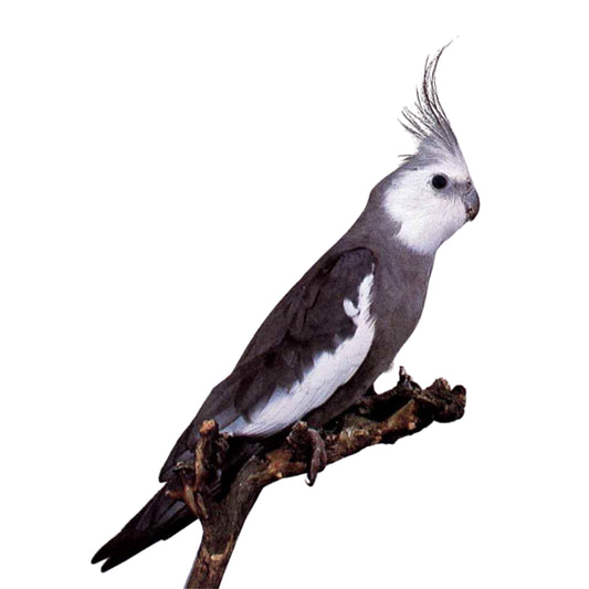 B13 Cockatiel White Face