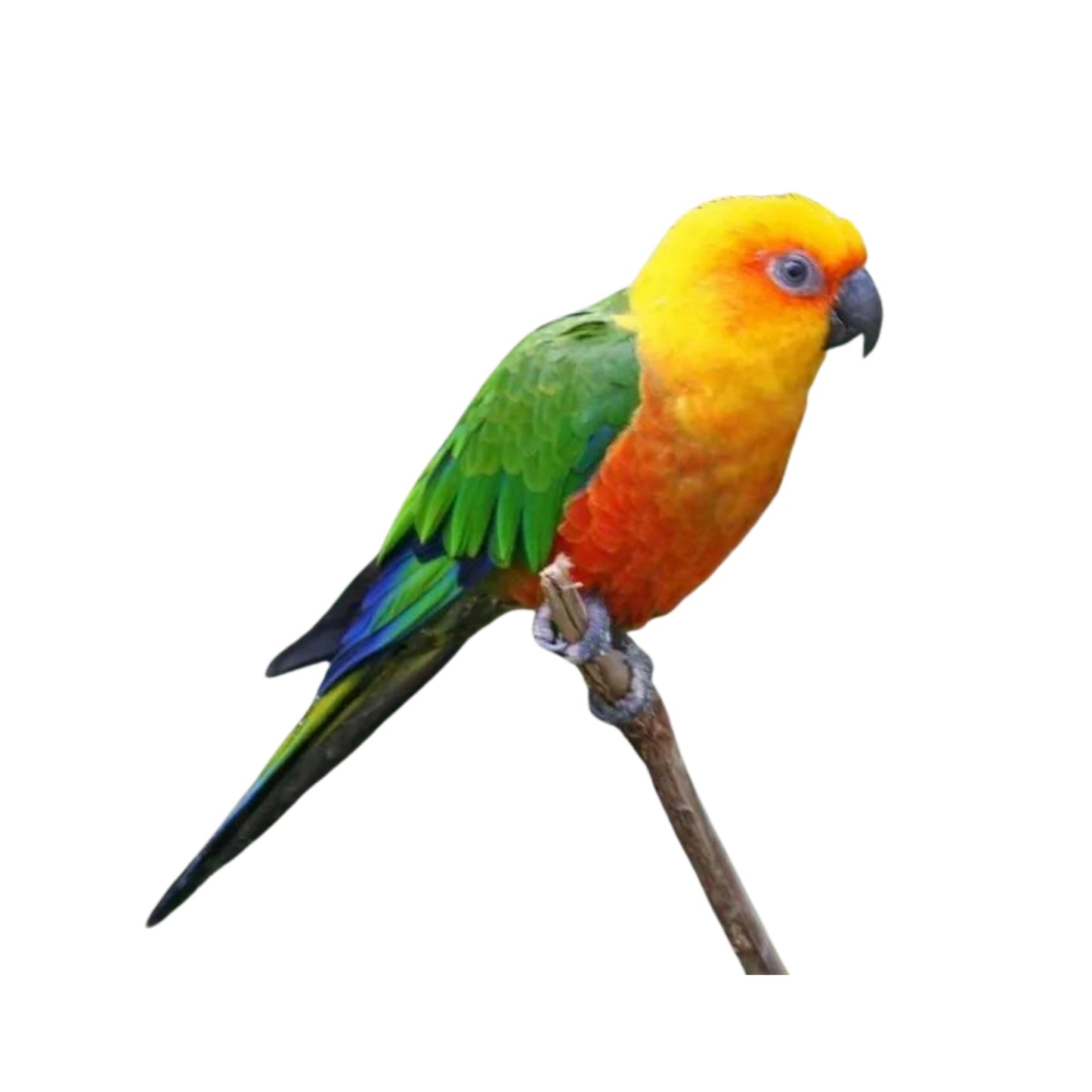 B14 Sun Conure Jenday