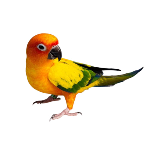 B15 Conure Sun