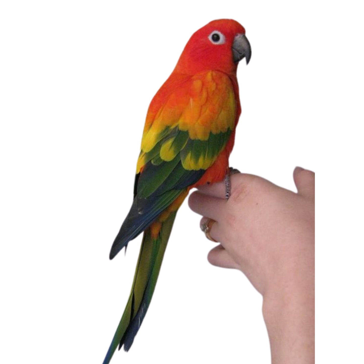 B16 Sun Conure Red Factor