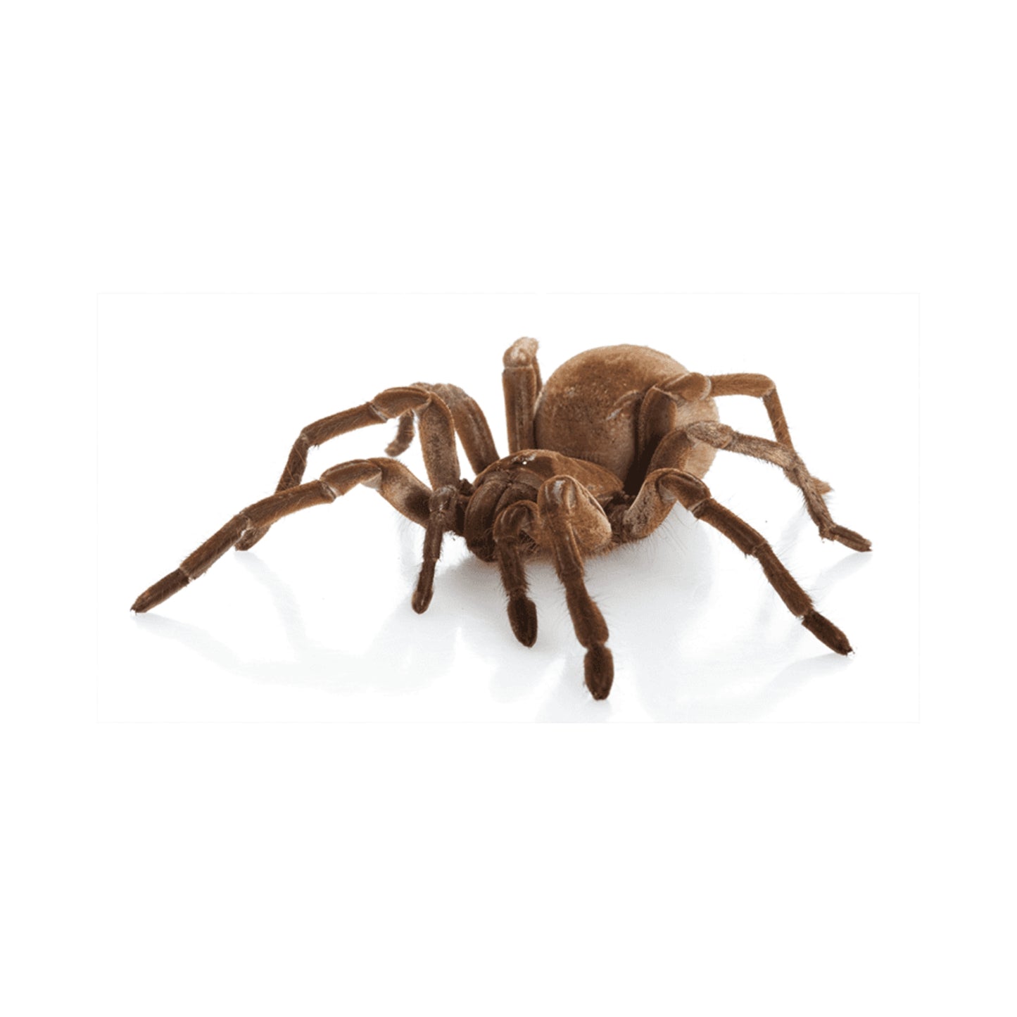 SP01 Tarantula Goliath Bird Eater