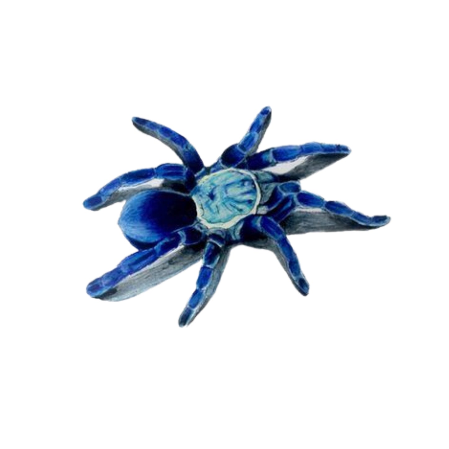 SP03 Tarantula Colbalt Blue