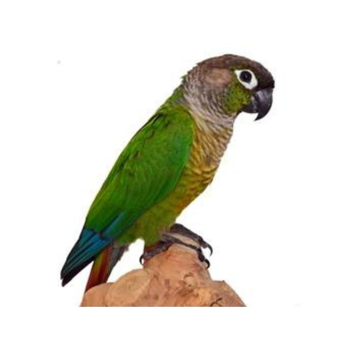 B25 Green  Cheek (Hand Fed)