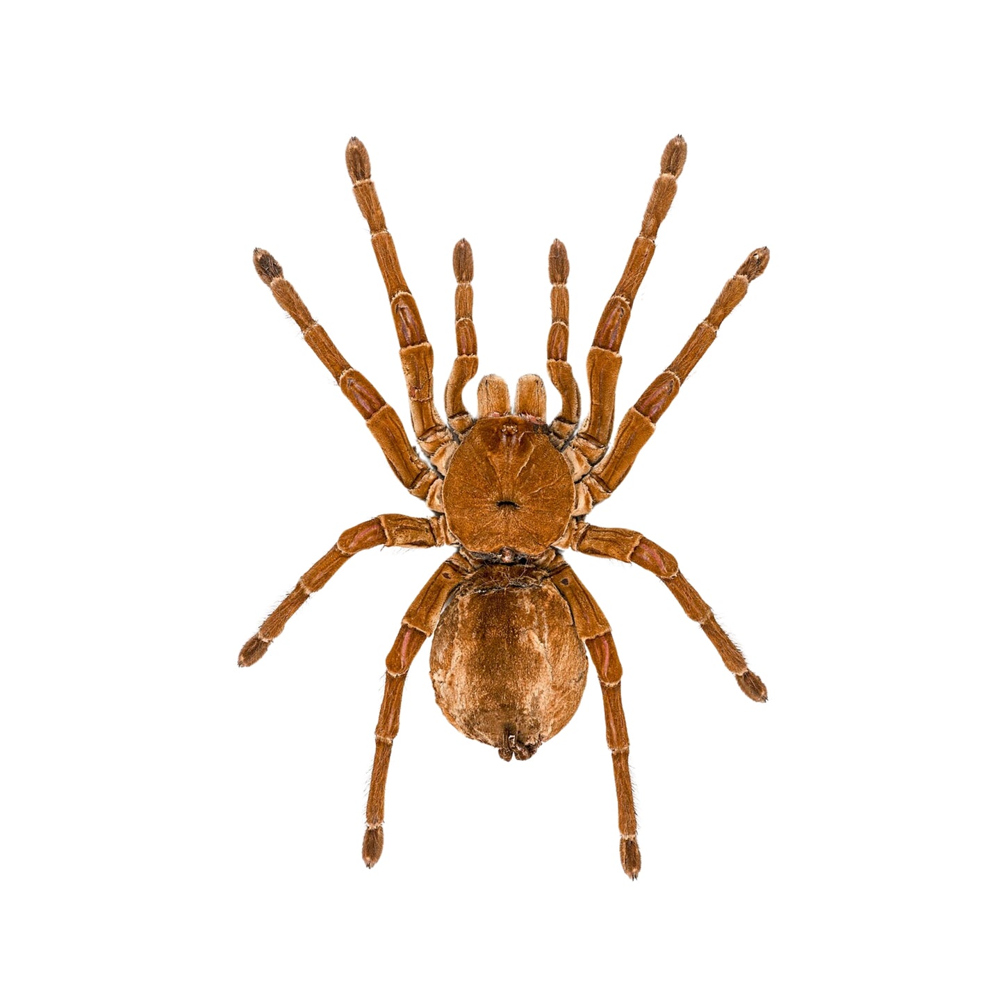 SP07 Tarantula Goliath Birdeater