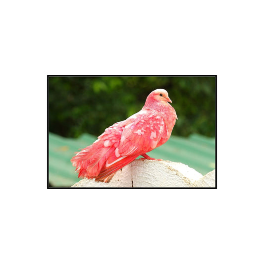 M126 Mias Red Pigeon