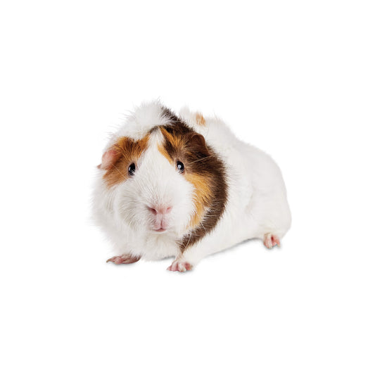 ginea pig