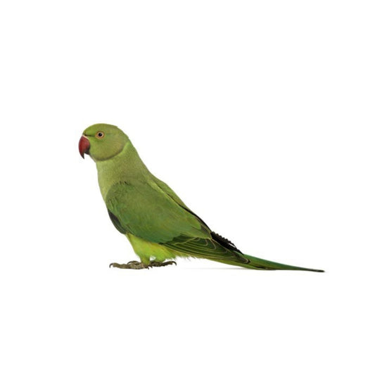 B43 Indian Ringneck Green