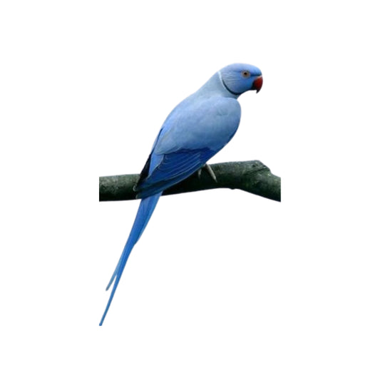 B45 Indian Ringneck Heavy Pied Violet