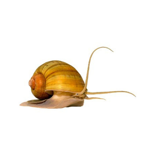 F66 Apple Snails