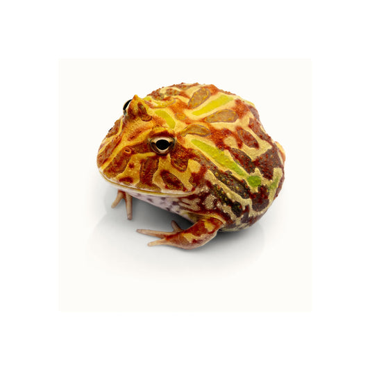 FR01 Pacman Frog