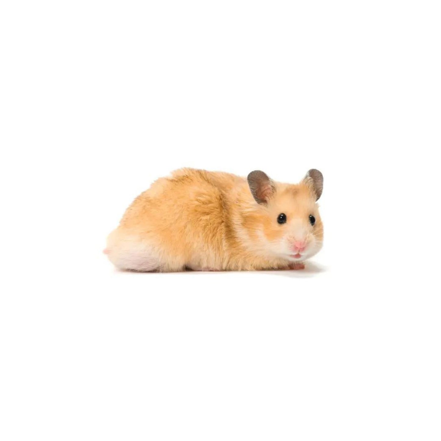 MM2 Hamster Male