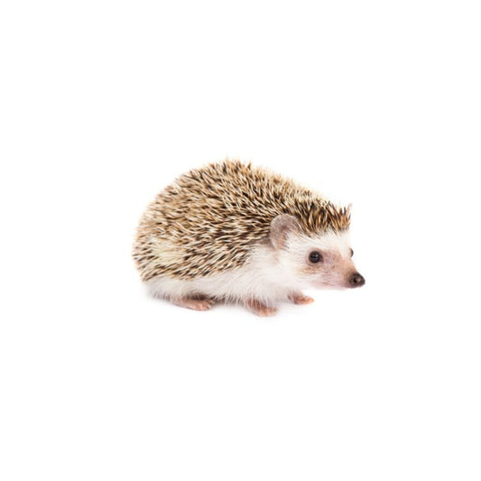 MM5 HedgeHogs