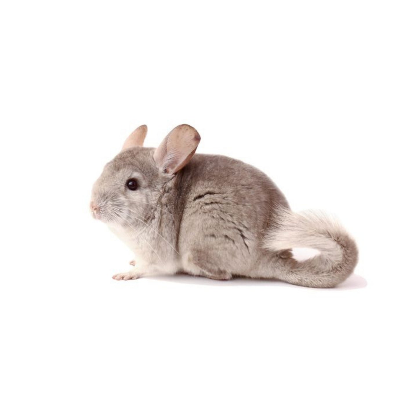 MM6 Chinchillas