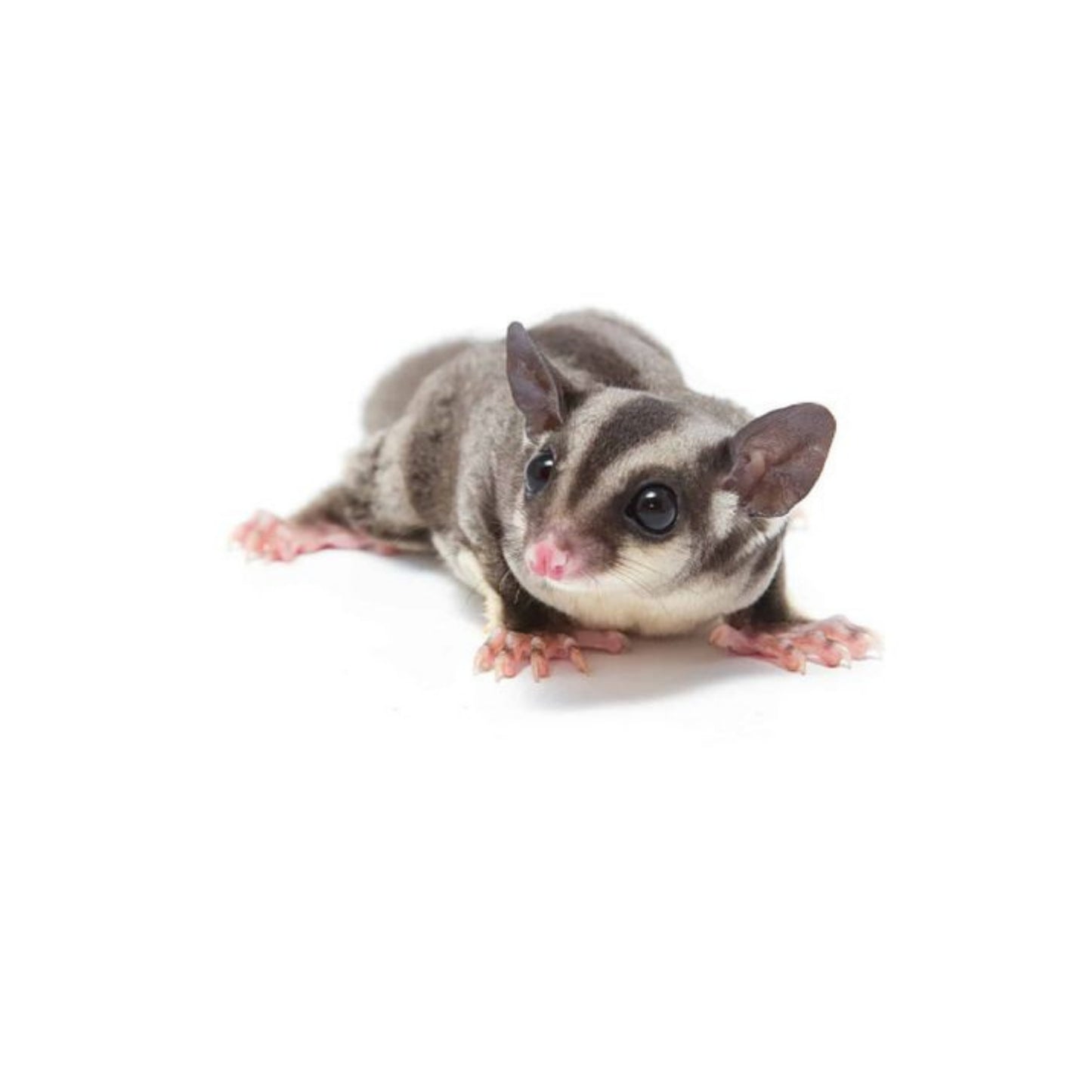 MM7 Sugar Glider