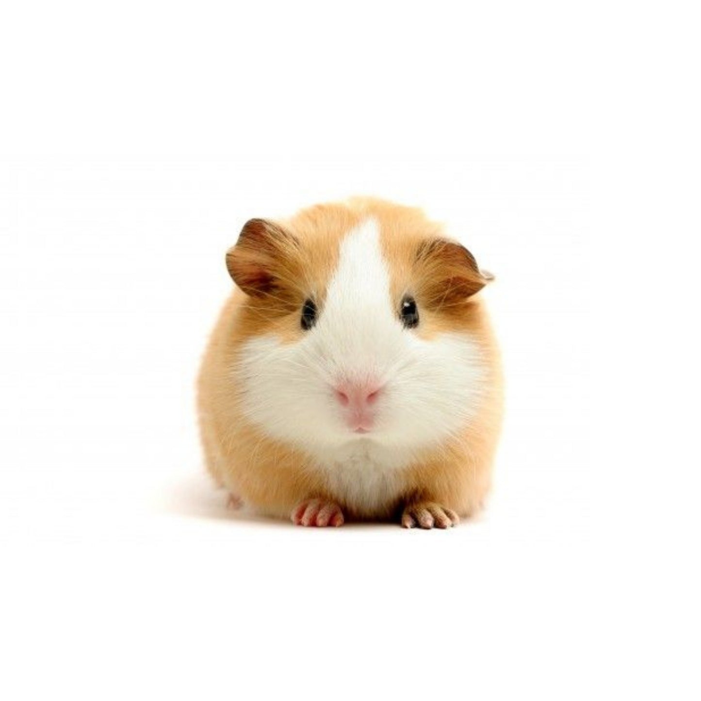 MM9 Guinea Pig (Males)