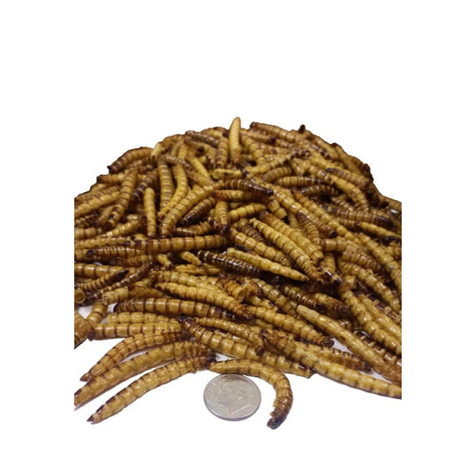 FD02 Super Mealworms 1 Dz