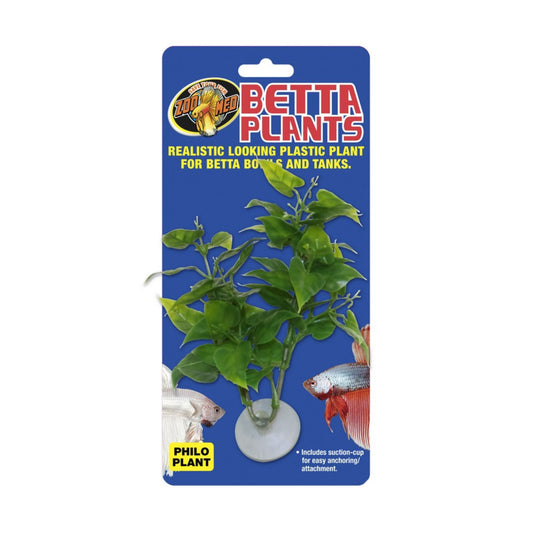 Betta Plants Philo Plant