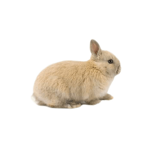 MM1 Dwarf Dutch Rabbit