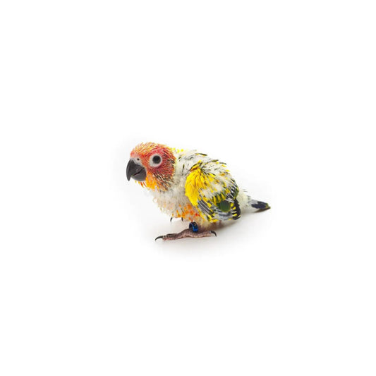 B40 Baby Sunconure