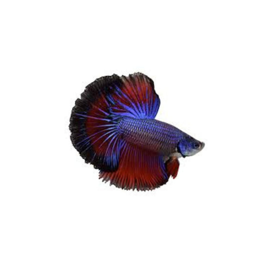 Betta fish