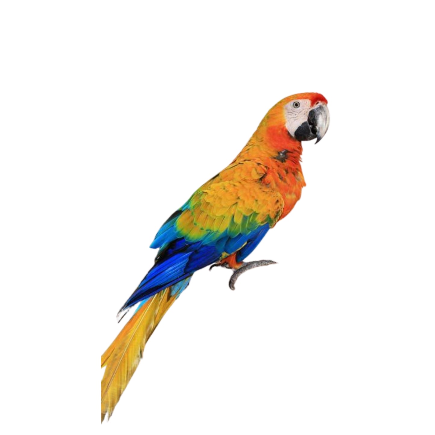 B28 Macaw Scarlet